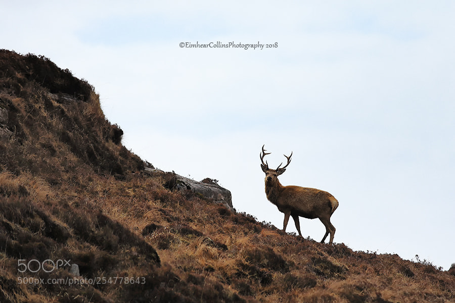 Canon EOS 5D Mark IV sample photo. Stag photography