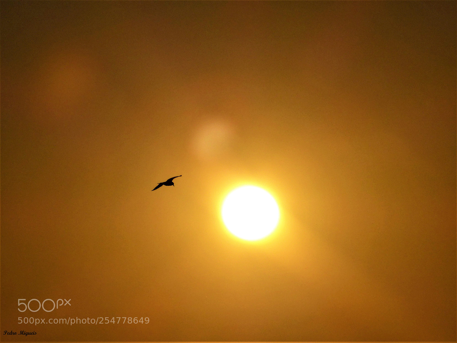 Panasonic Lumix DMC-FZ200 sample photo. Jonathan livingston seagull photography