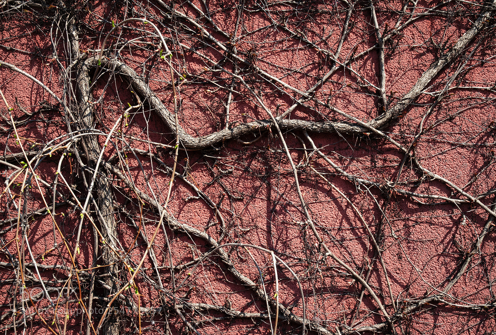 Nikon D5500 sample photo. Dry climbing plant on photography