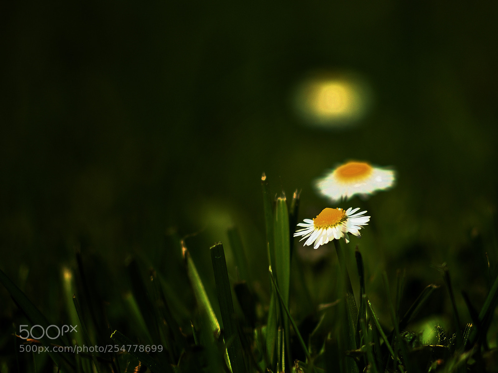 Nikon D610 sample photo. Game of lights photography