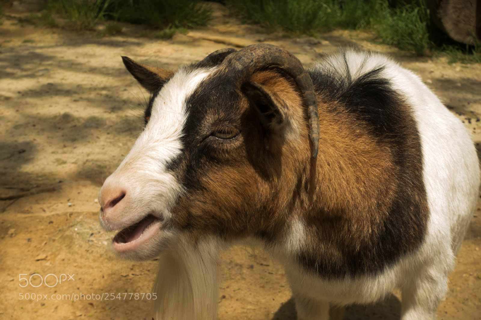 Sony Cyber-shot DSC-RX100 III sample photo. Hangry goat photography
