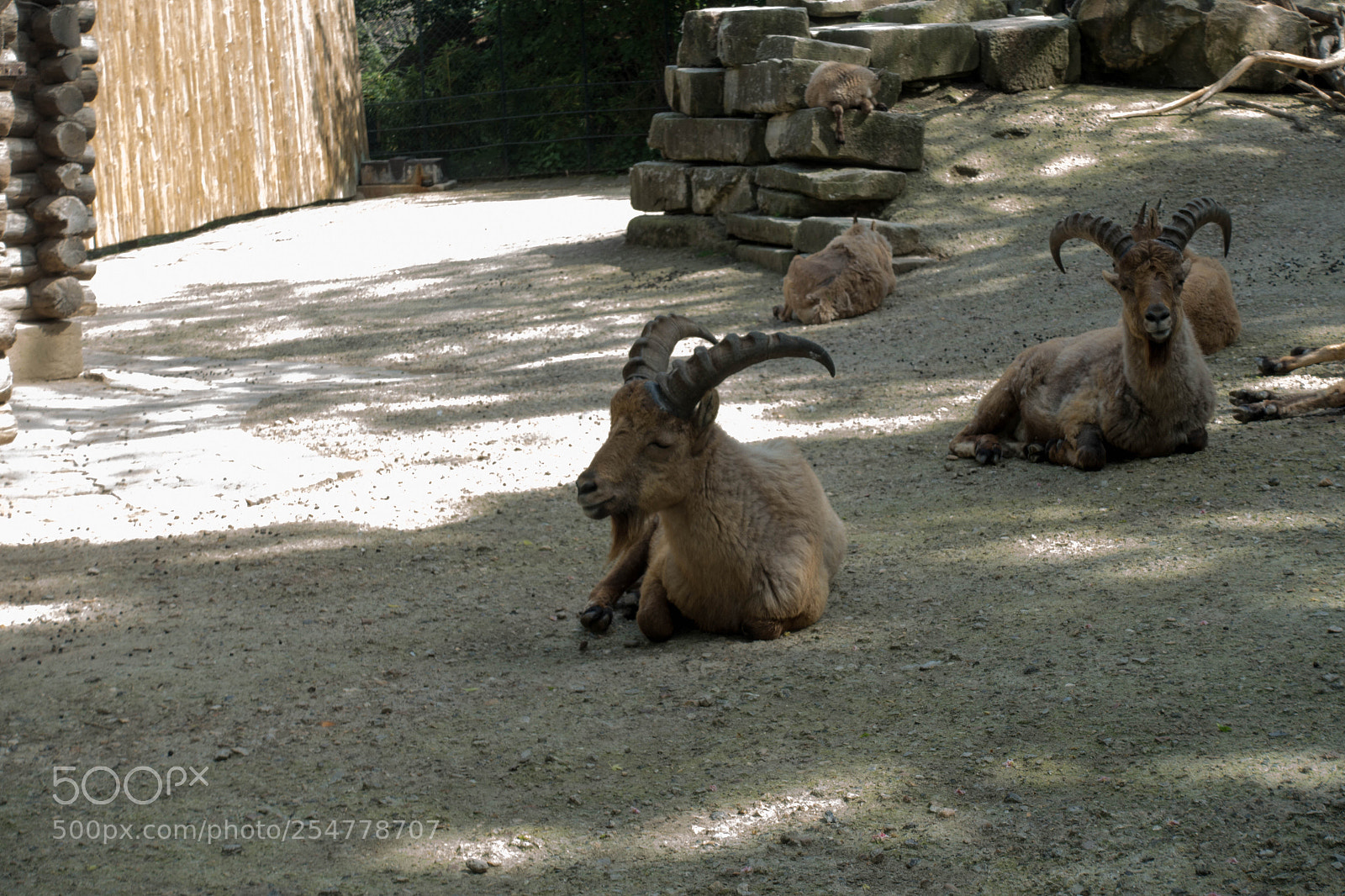 Sony Cyber-shot DSC-RX100 III sample photo. Goral on resting photography