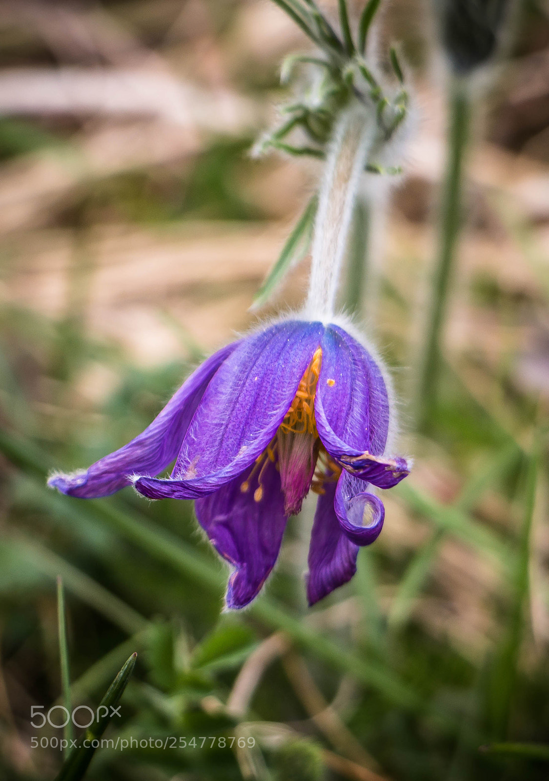 Canon EOS 70D sample photo. Anémone pulsatille photography