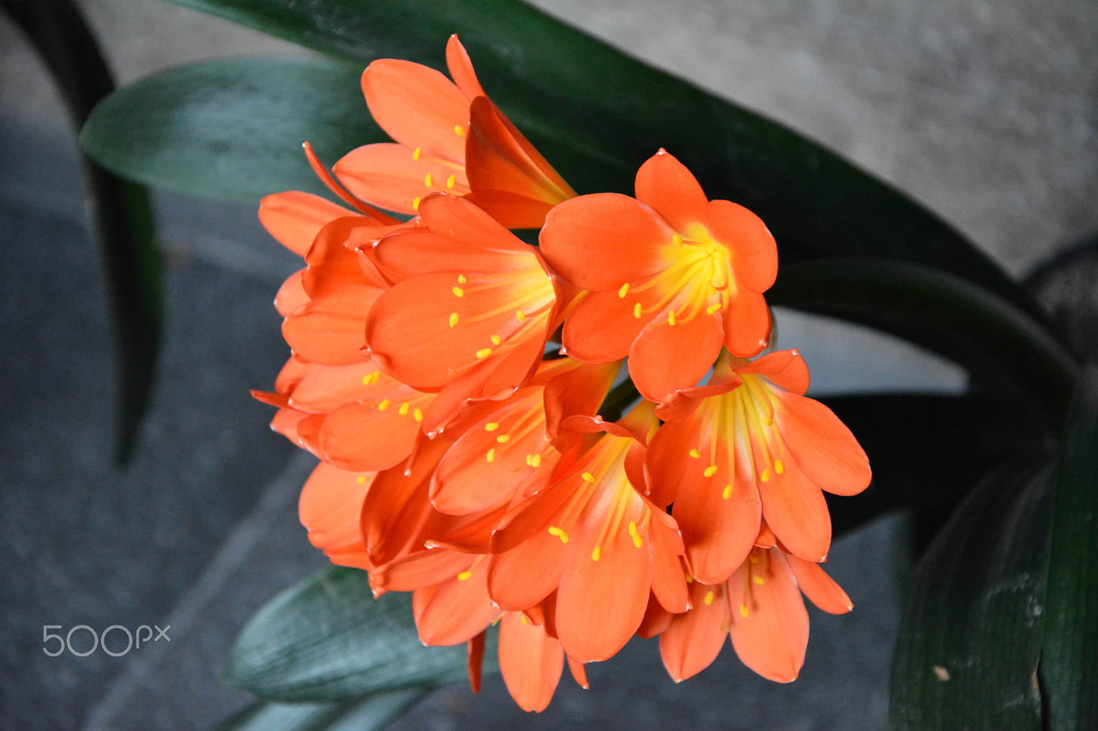 Nikon D7100 sample photo. Flower - clivia photography