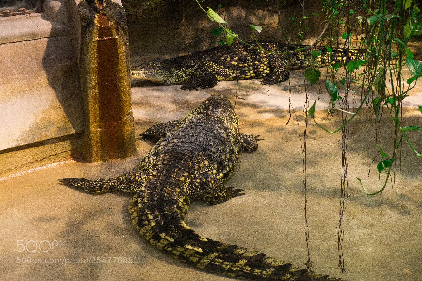 Sony Cyber-shot DSC-RX100 III sample photo. Crocodil i m a photography