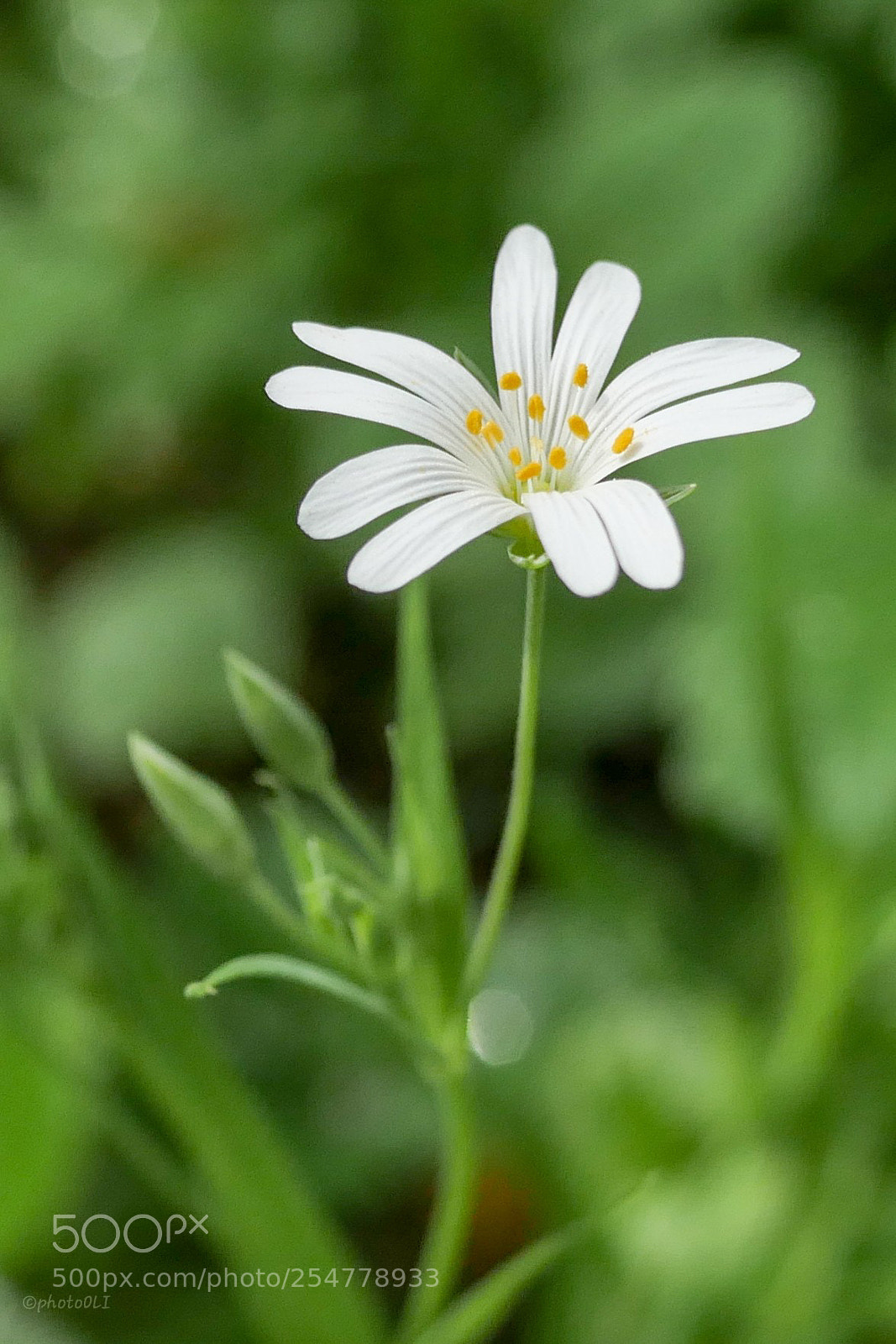 Panasonic Lumix DMC-GX8 sample photo. Blümchen fein photography