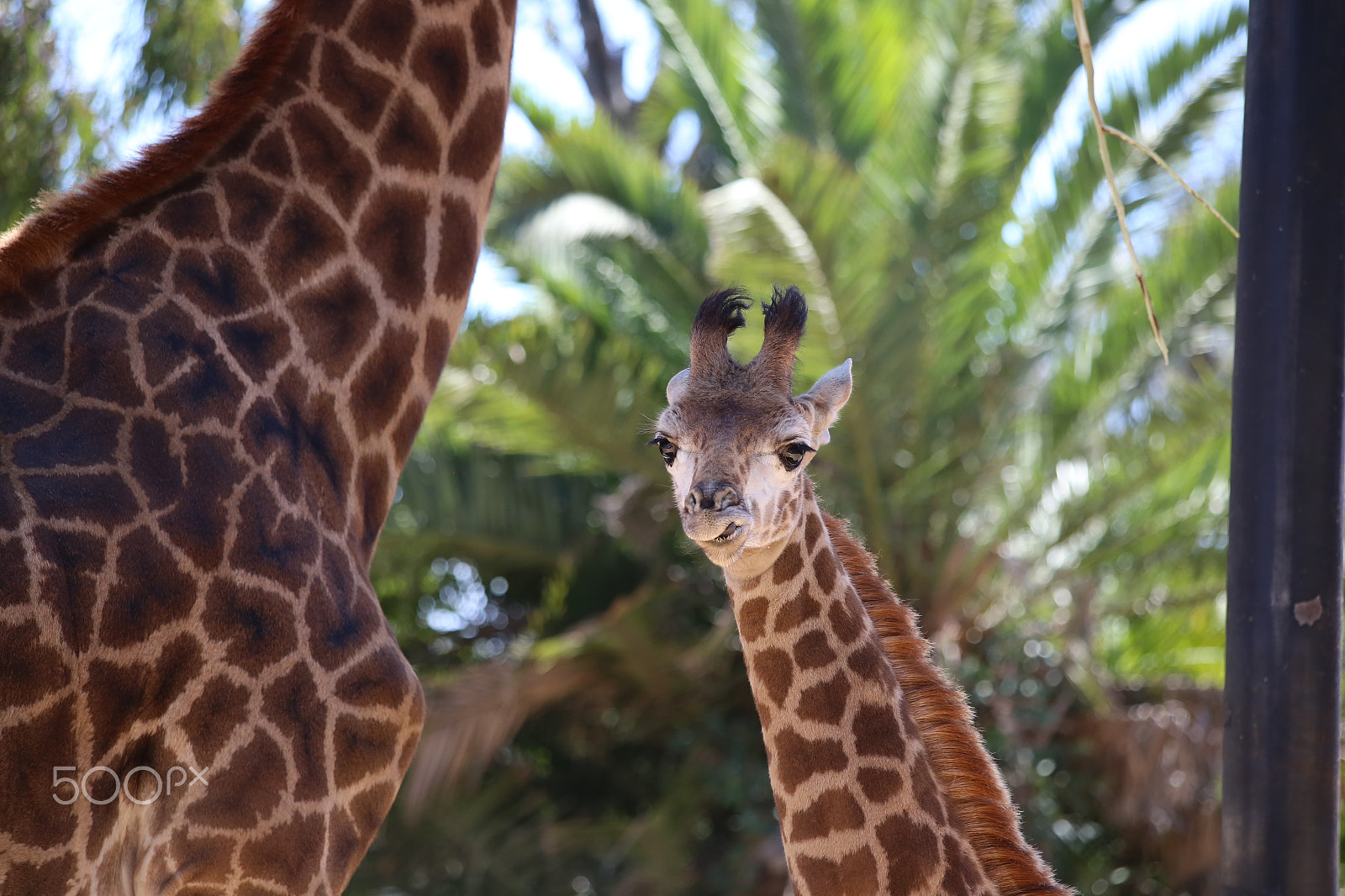 Canon EF 70-300mm F4-5.6 IS USM sample photo. Lovely giraffe calf photography