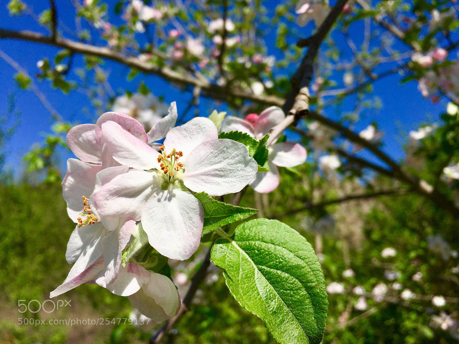 Apple iPhone 6s sample photo. White flowers photography