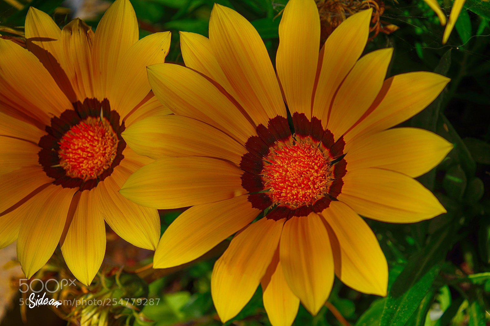 Nikon D3300 sample photo. Blooming flowers photography