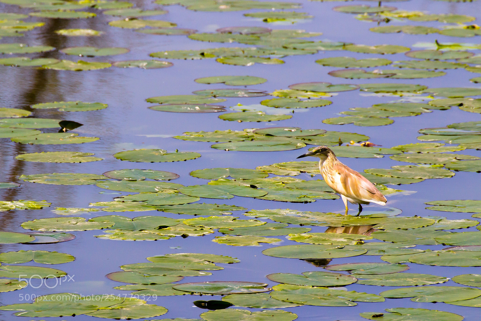 Canon EOS 1200D (EOS Rebel T5 / EOS Kiss X70 / EOS Hi) sample photo. Squacco heron and waterlilies photography