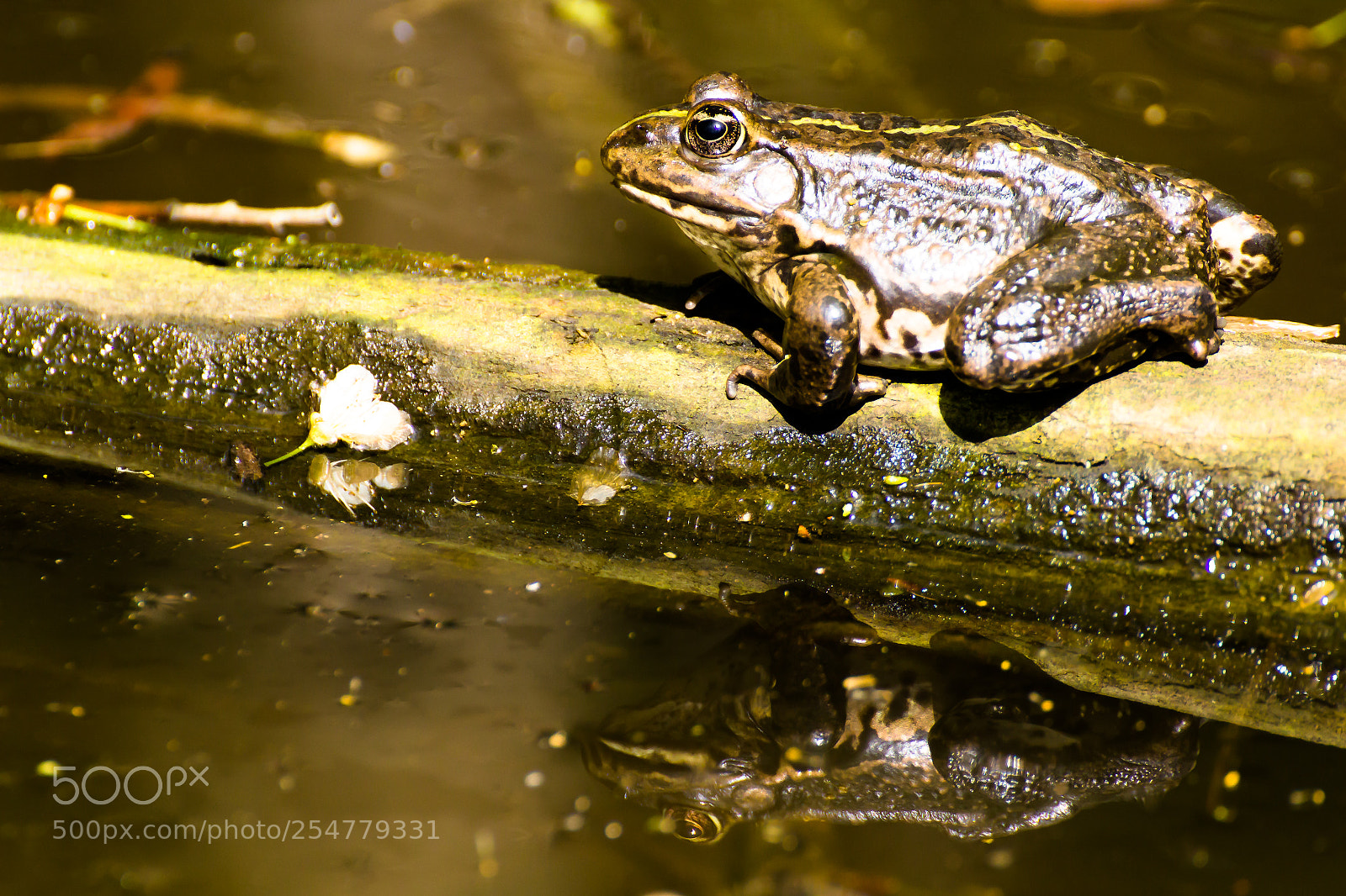 Canon EOS 1200D (EOS Rebel T5 / EOS Kiss X70 / EOS Hi) sample photo. Frog and his mirror photography