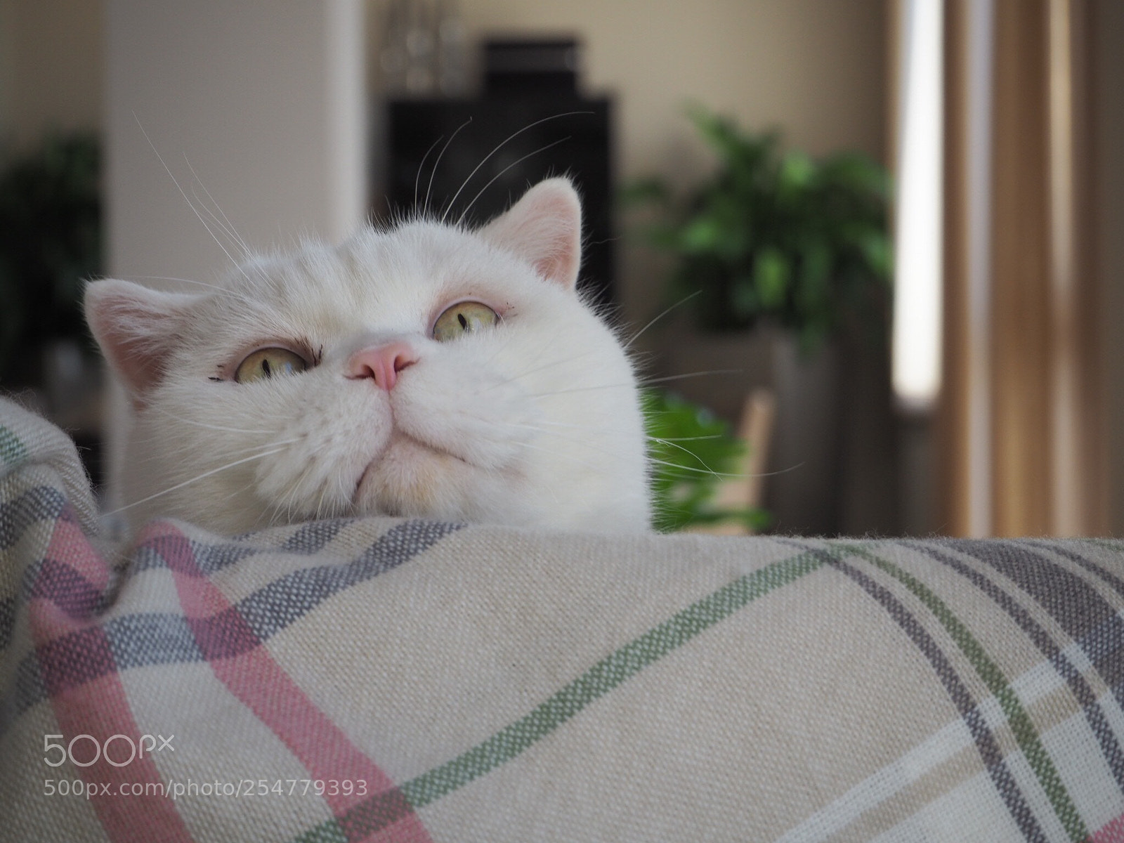 Olympus OM-D E-M10 II sample photo. Hector photography