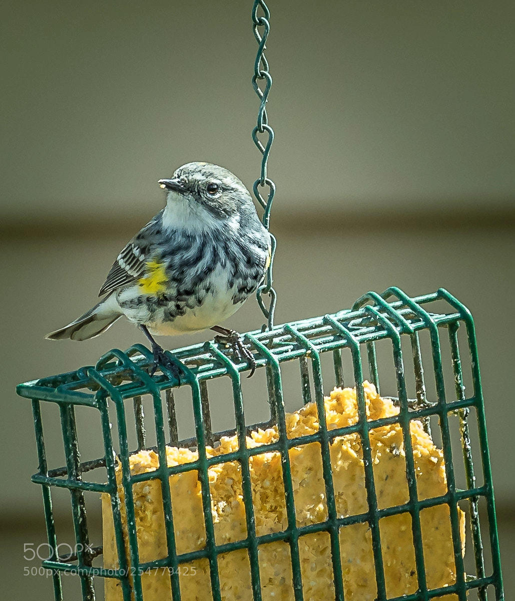 Canon EOS 5D Mark IV sample photo. Bird feeding photography