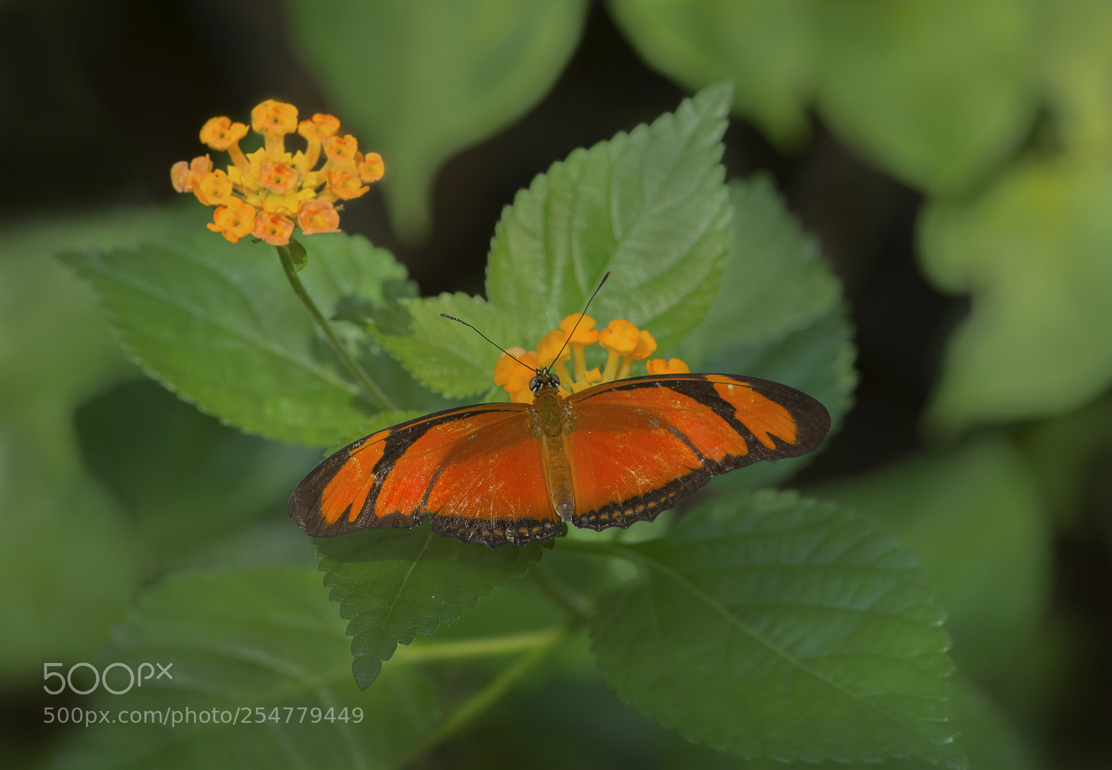 Nikon D800 sample photo. Julia butterfly photography