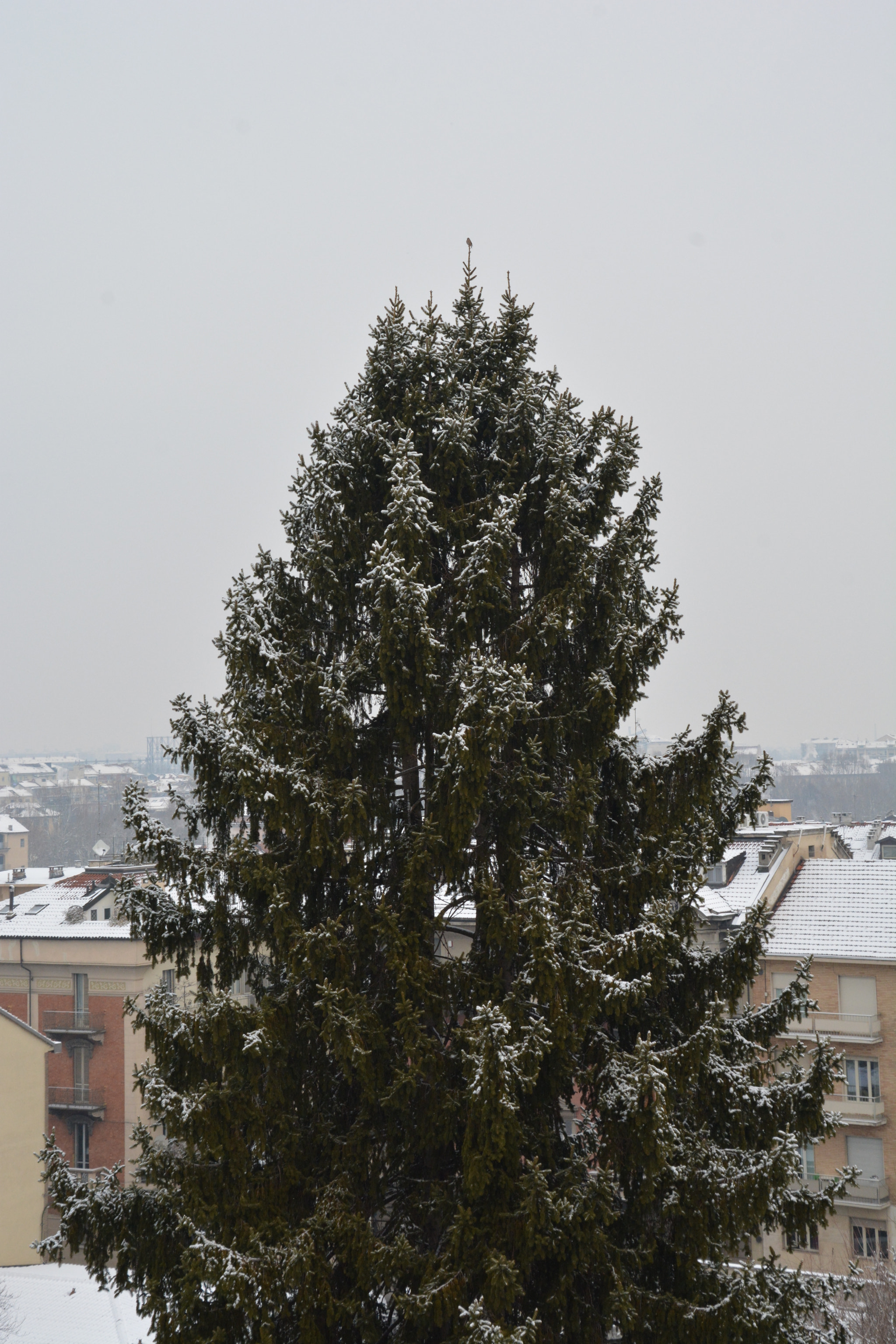 Nikon D7100 sample photo. A little surprise on top of the tree photography