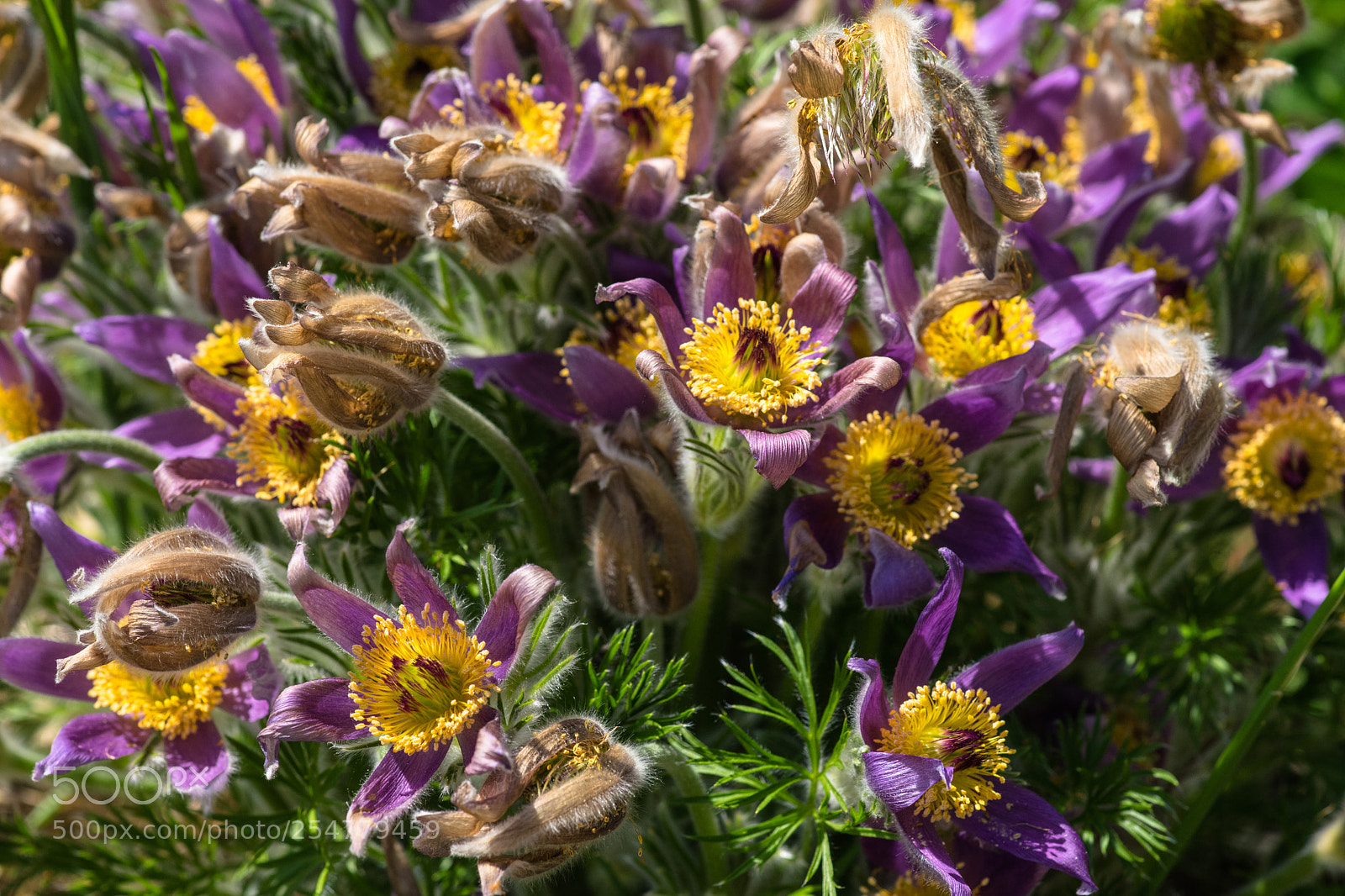 Sony a7 II sample photo. Pulsatilla photography