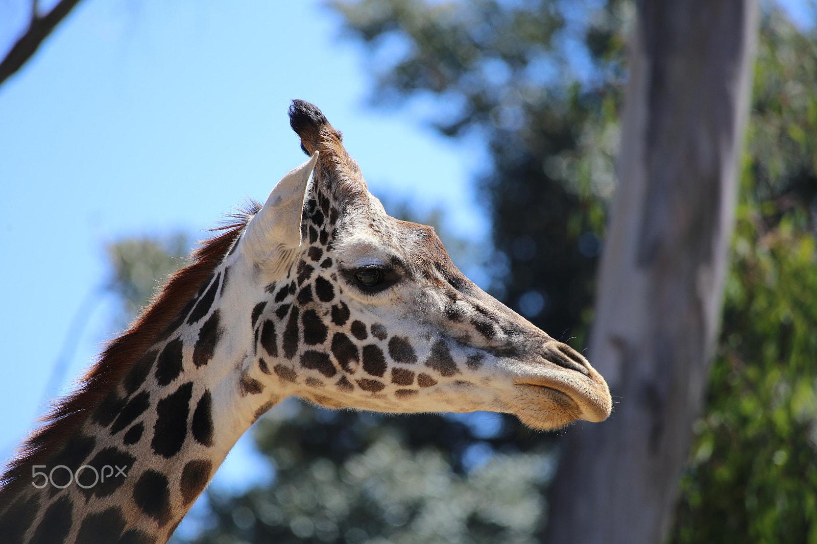 Canon EF 70-300mm F4-5.6 IS USM sample photo. Lovely giraffe photography