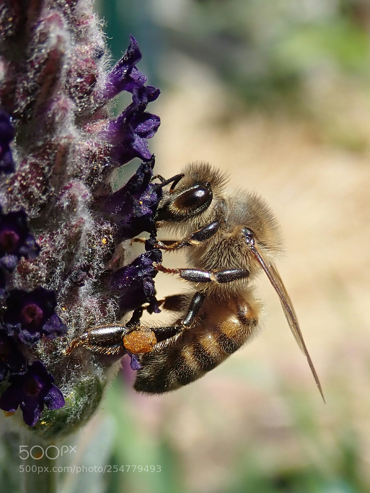 Olympus TG-5 sample photo. Busy little beauty photography