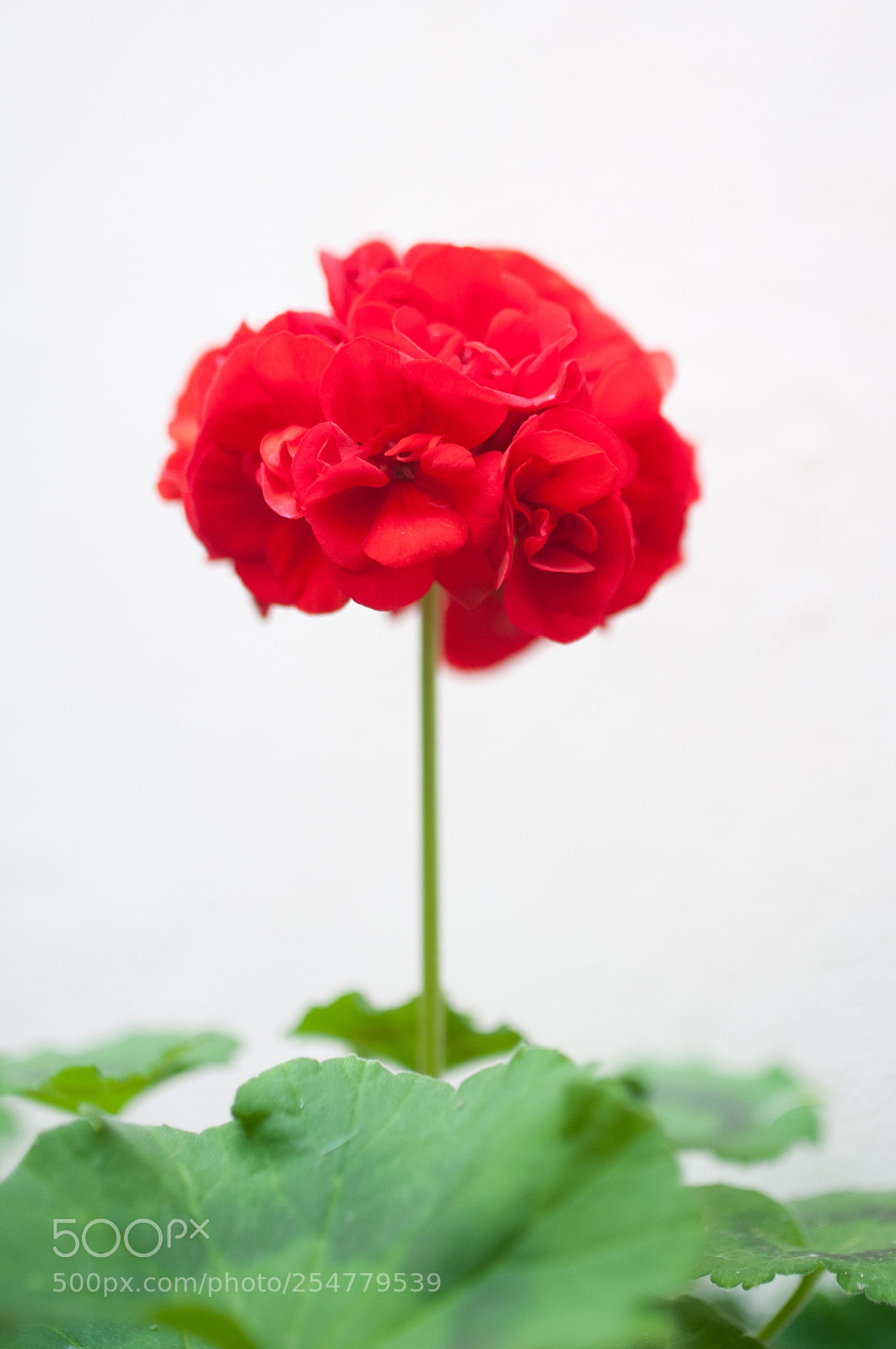 Nikon D300S sample photo. Geranio  photography