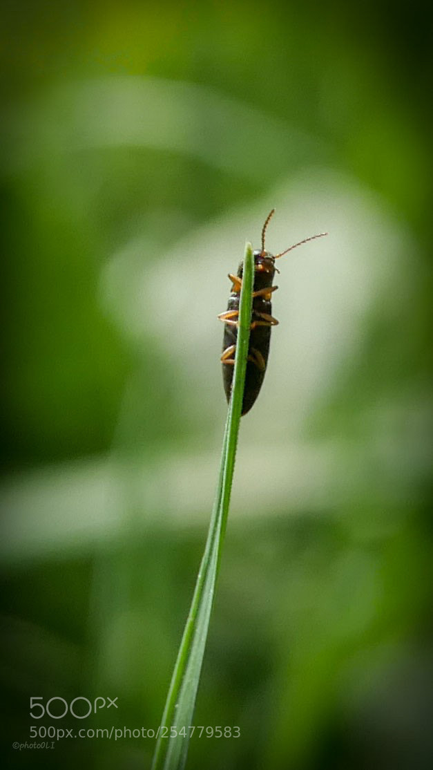 Panasonic Lumix DMC-GX8 sample photo. Little man photography