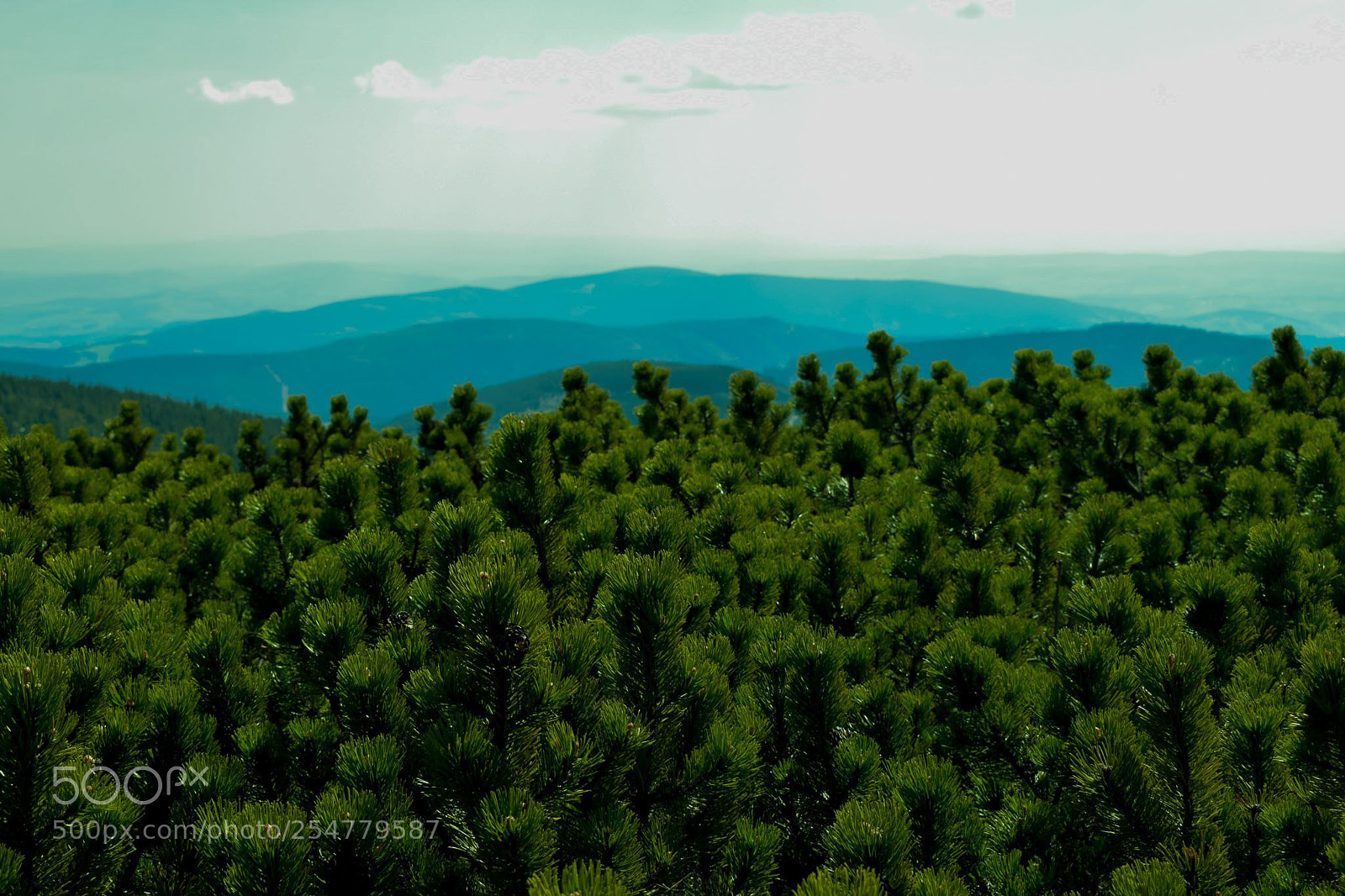 Nikon D3300 sample photo. The sea of mountainpine photography