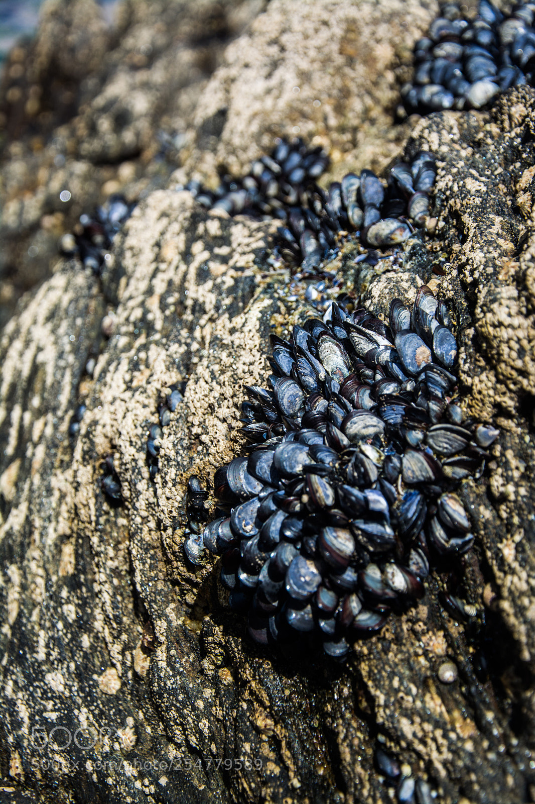 Nikon D5200 sample photo. Mussels photography