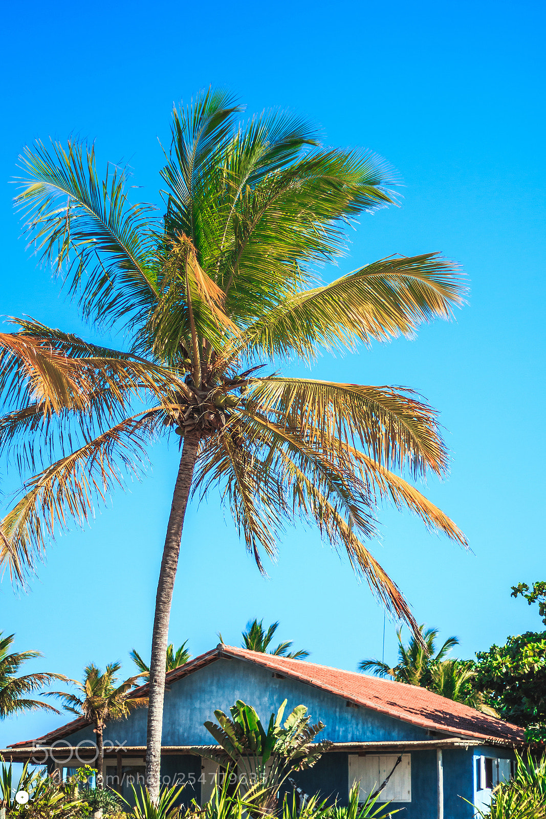 Canon EOS 70D sample photo. Backyard photography
