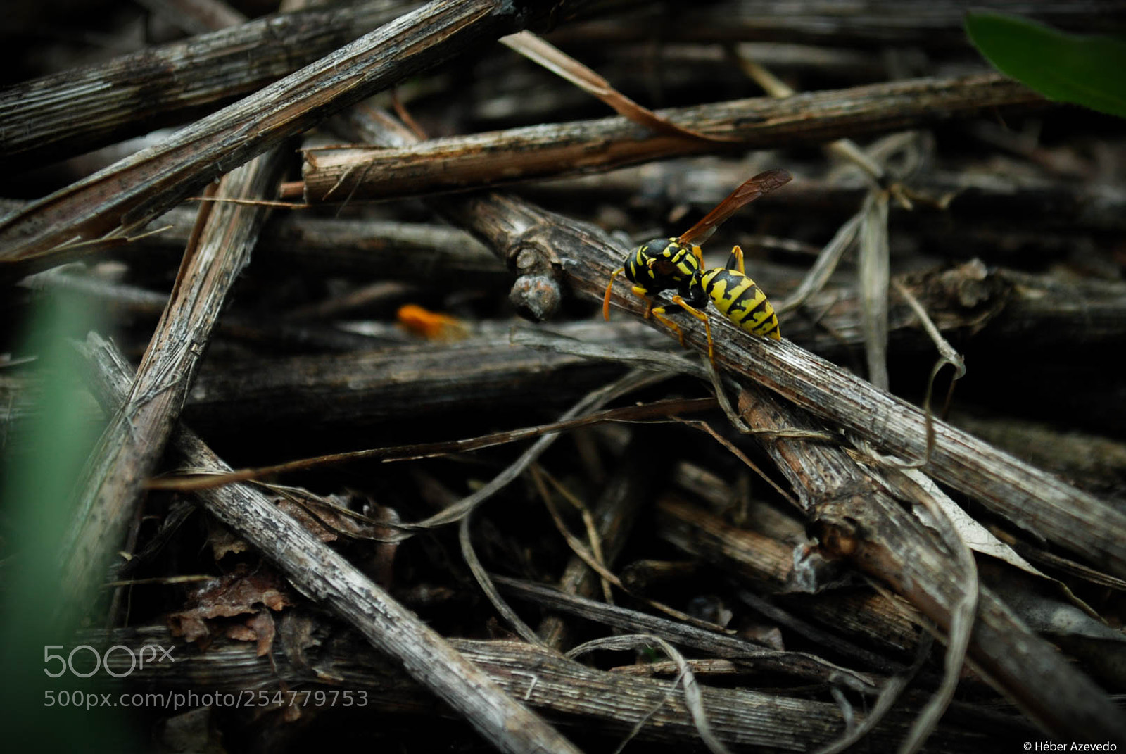 Nikon D80 sample photo. Untitled photography