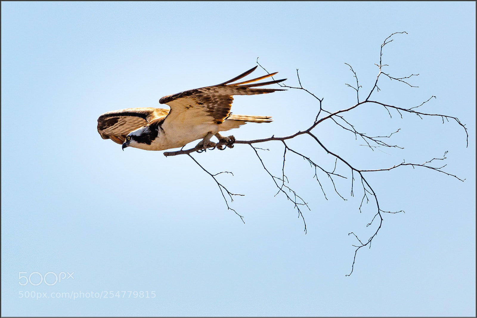 Canon EOS 70D sample photo. Osprey with building materials! photography