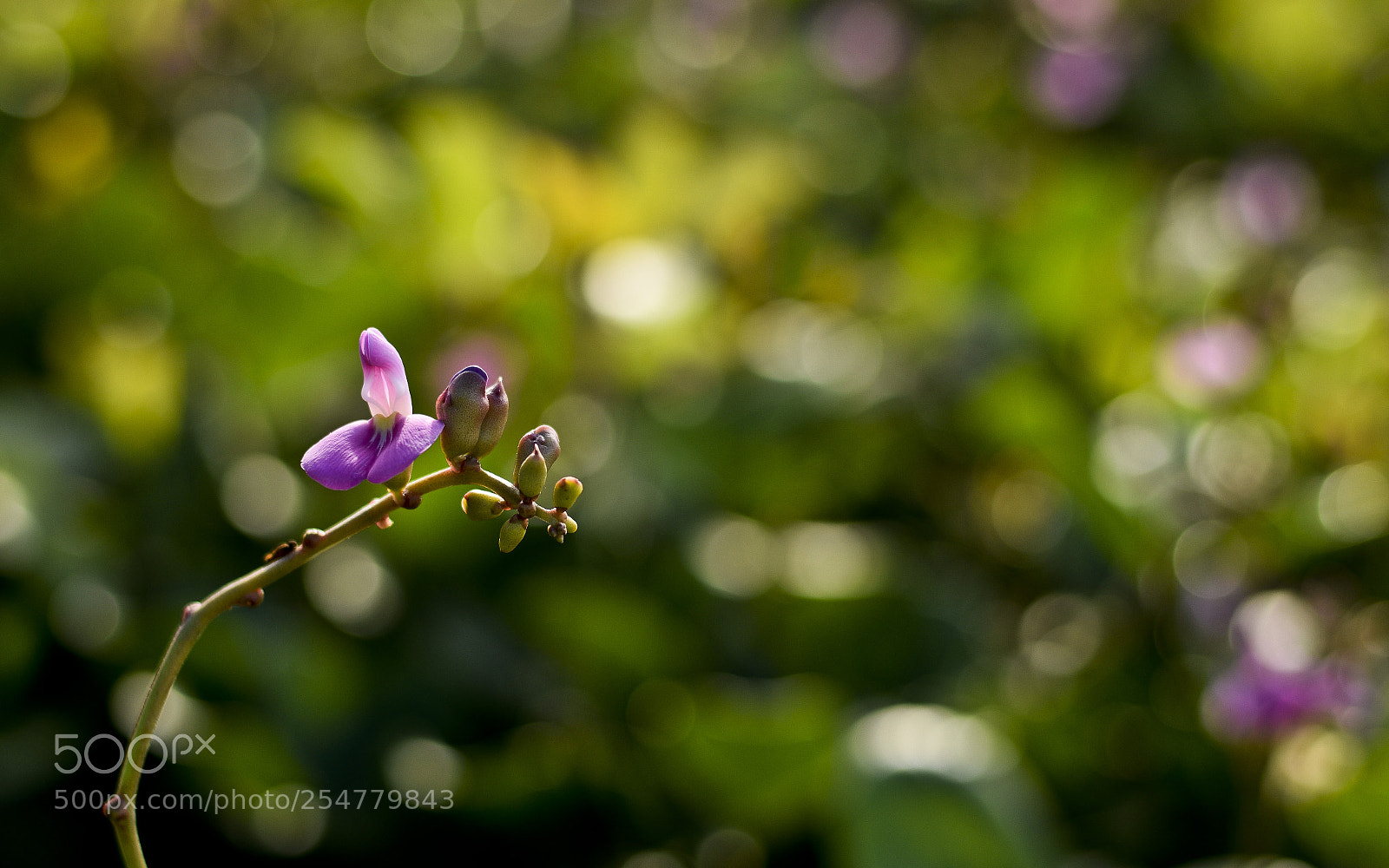 Nikon D5300 sample photo. Iluminadas na relva photography