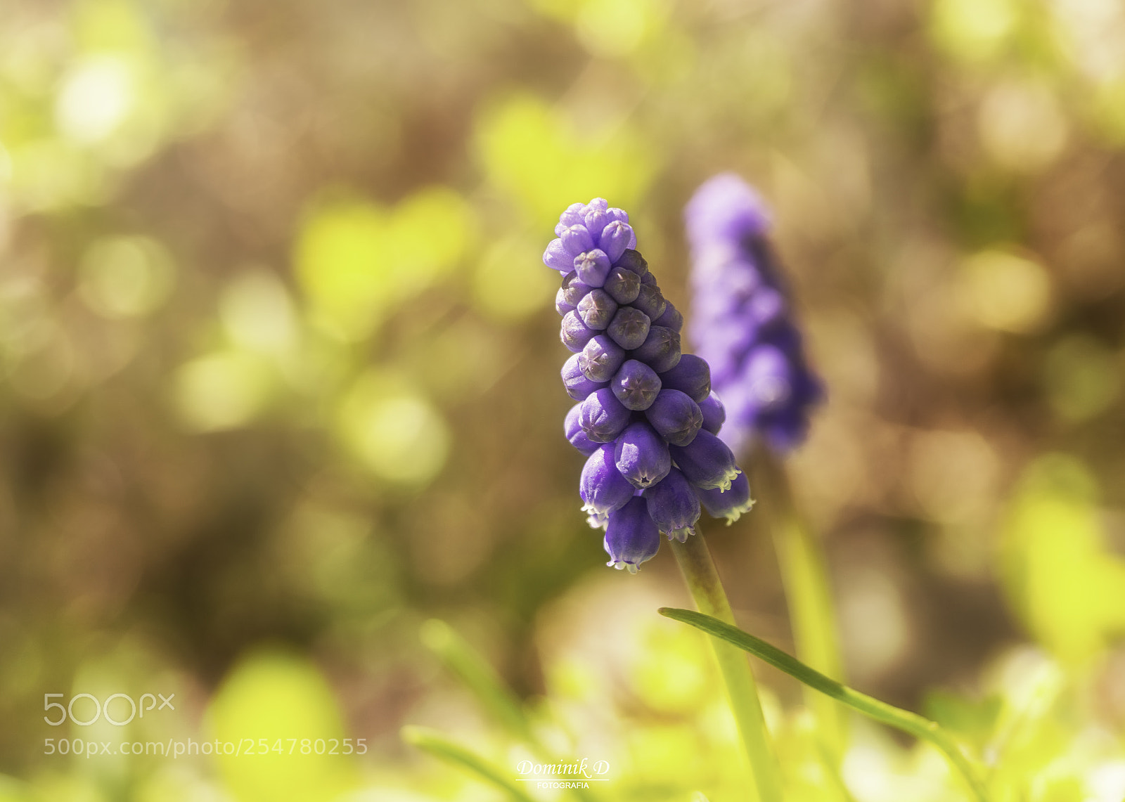 Sony SLT-A58 sample photo. Muscari photography