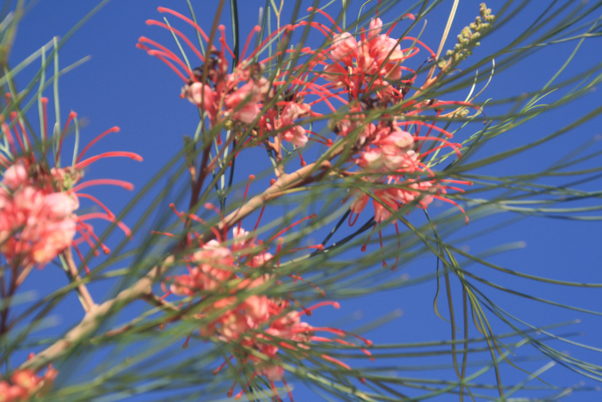 Canon EOS 1000D (EOS Digital Rebel XS / EOS Kiss F) sample photo. Flowers in the sky photography