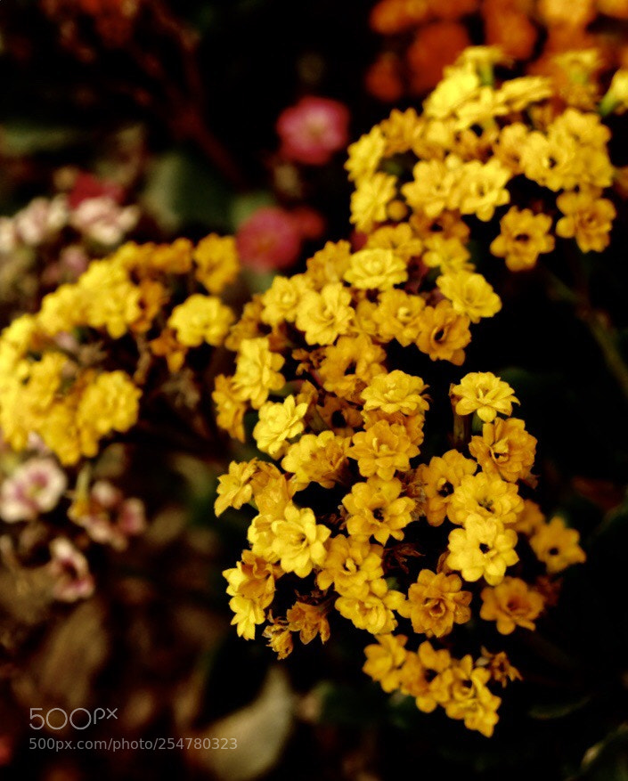 Sony a7 II sample photo. Dressing the gardens  photography