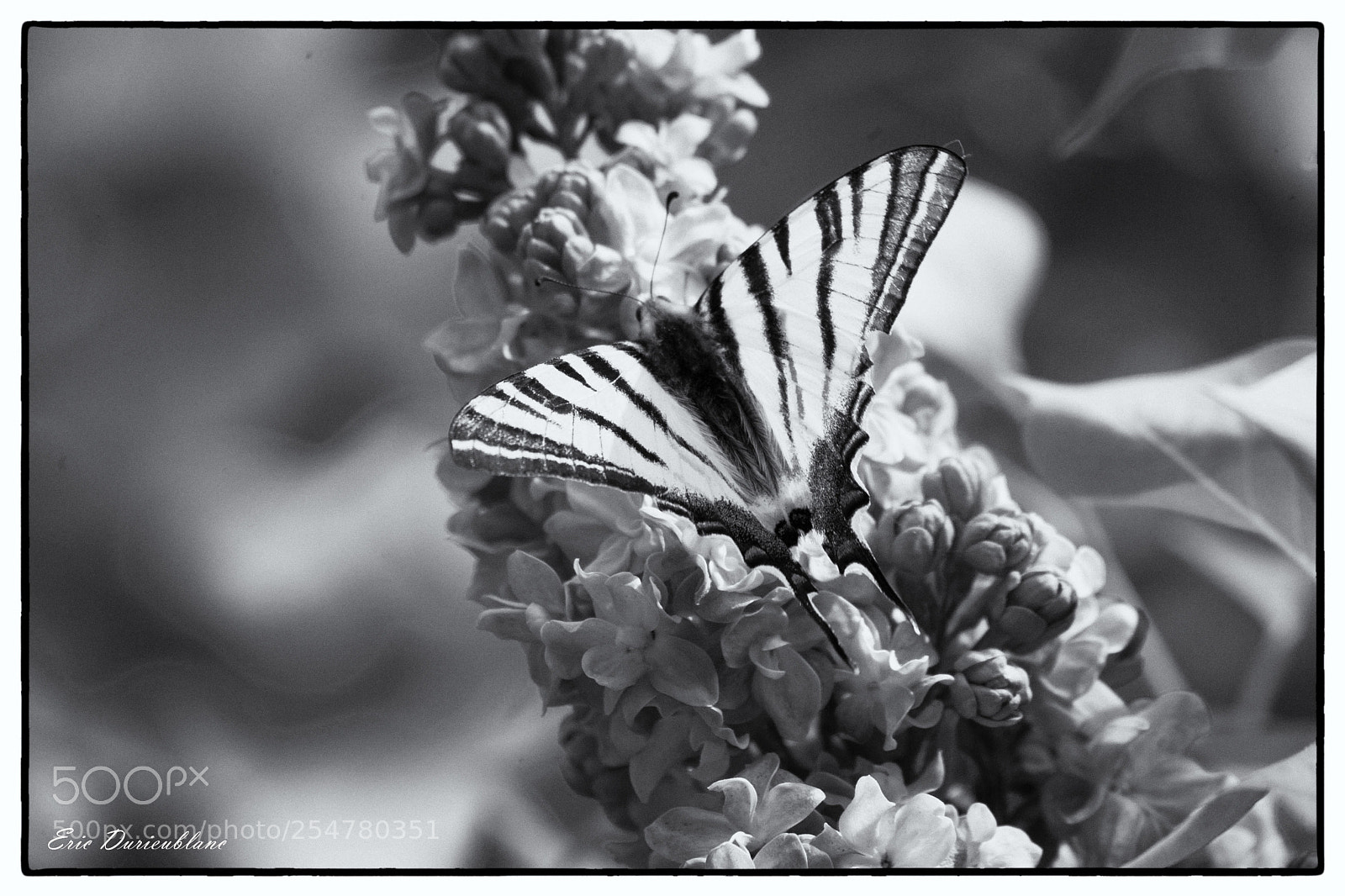 Canon EOS-1D Mark II sample photo. Untitled photography