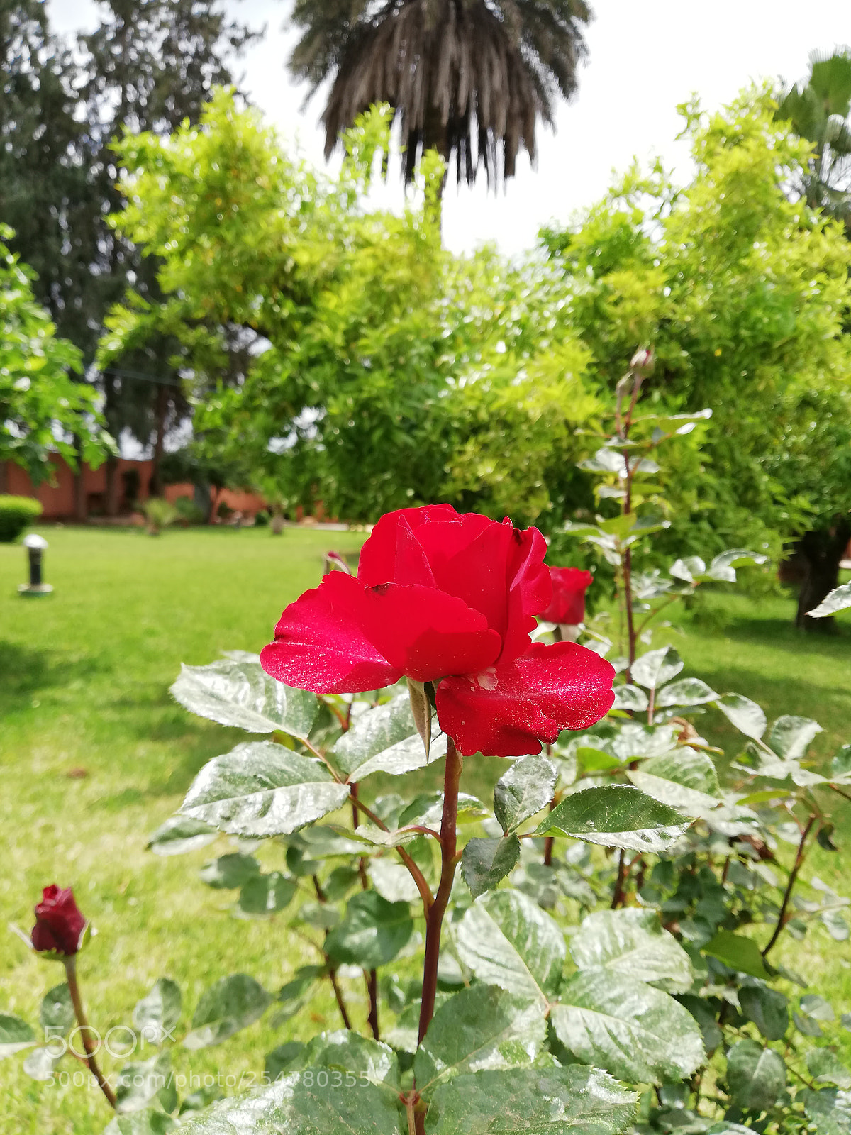 HUAWEI Mate 10 Lite sample photo. Untitled photography