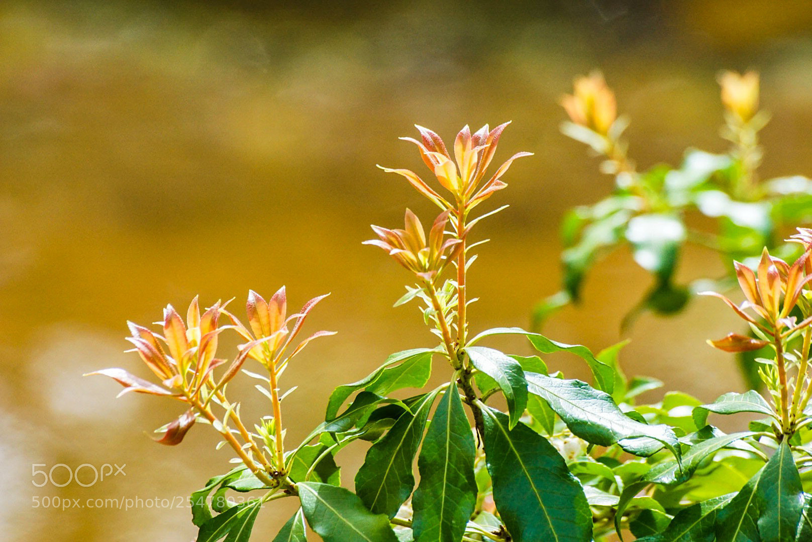 Sony a6000 sample photo. The growth begins photography
