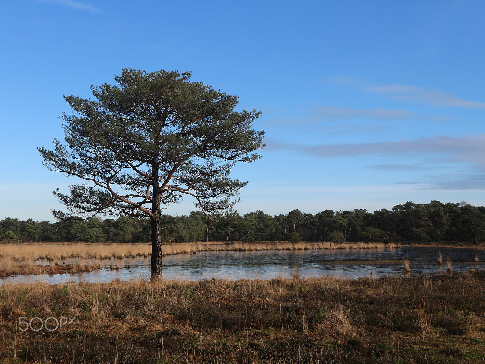 Canon EOS M10 sample photo. Lonely tree photography