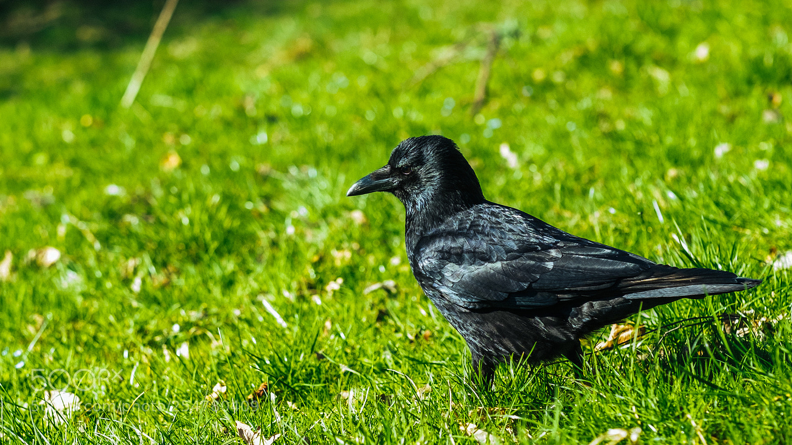 Fujifilm X-E2 sample photo. Majestic raven photography