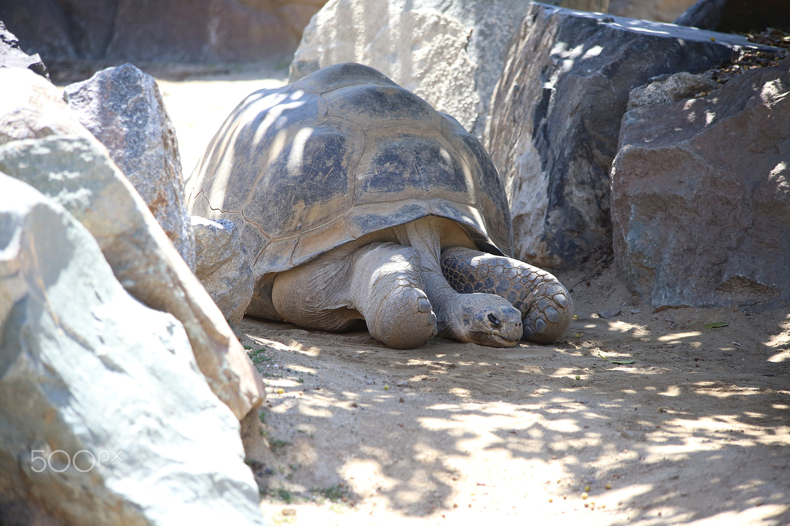 Canon EF 70-300mm F4-5.6 IS USM sample photo. Galápagos tortoise photography