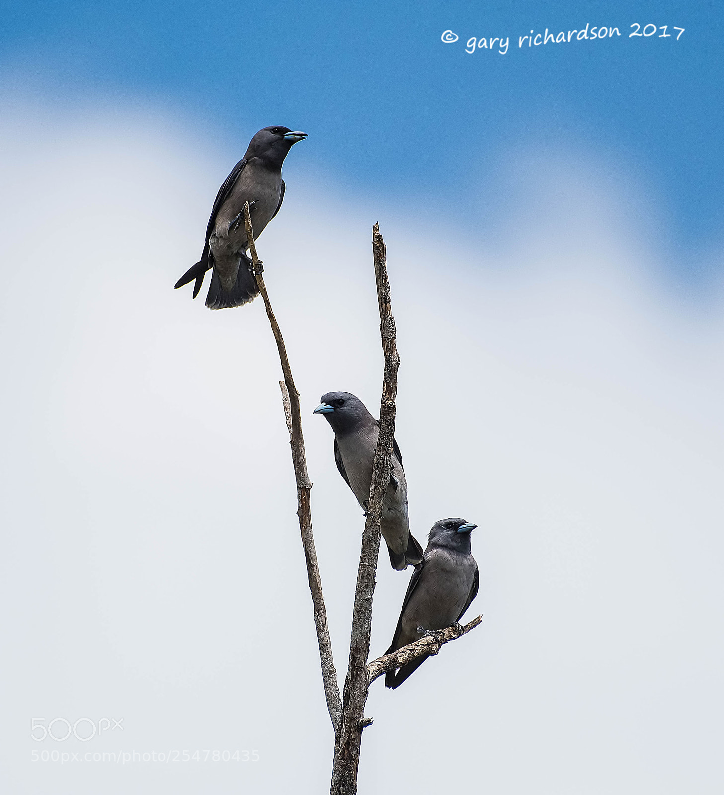 Nikon D810 sample photo. Ashy woodswallow tangalle sri photography