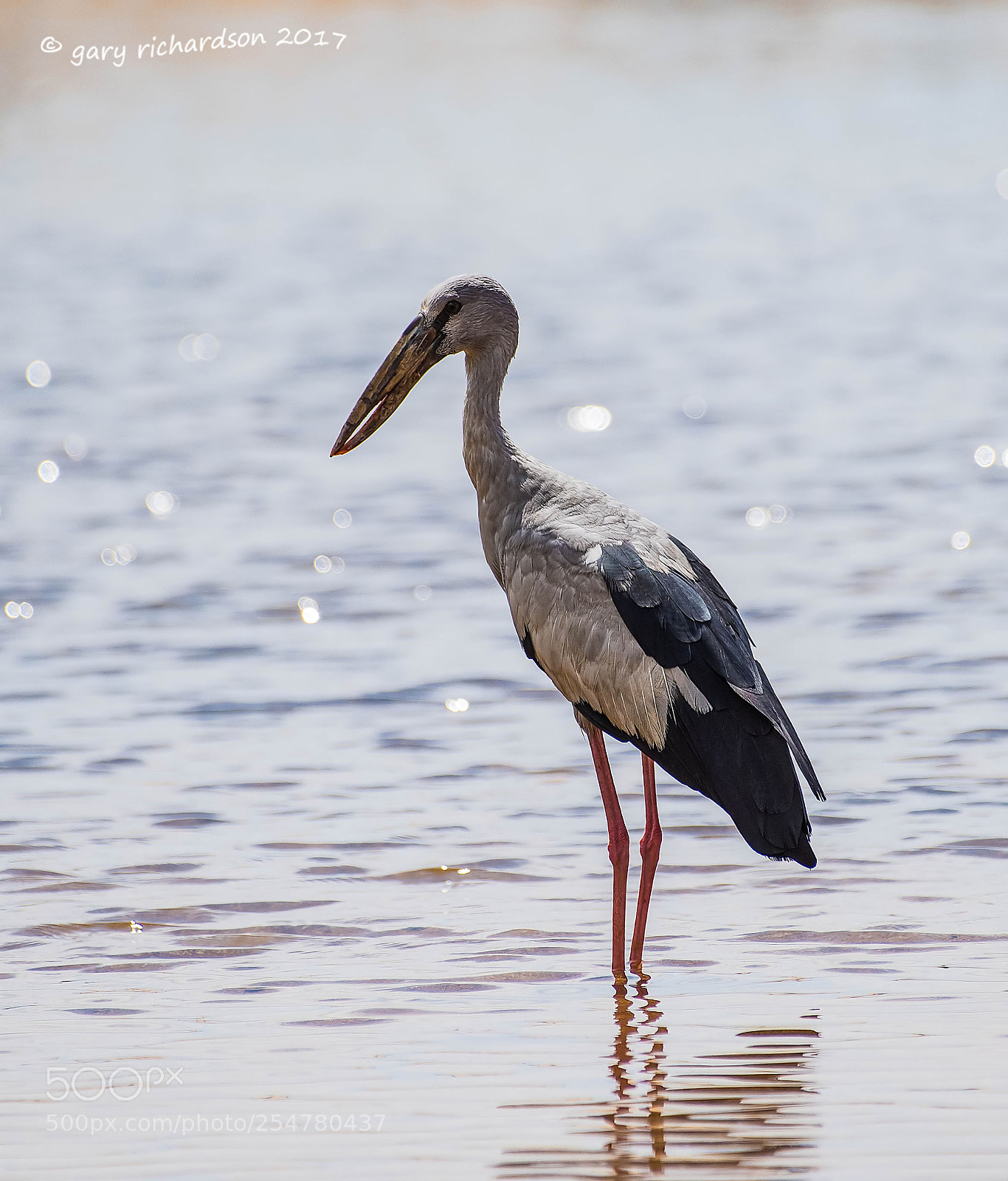 Nikon D810 sample photo. Asian openbill tangalle sri photography