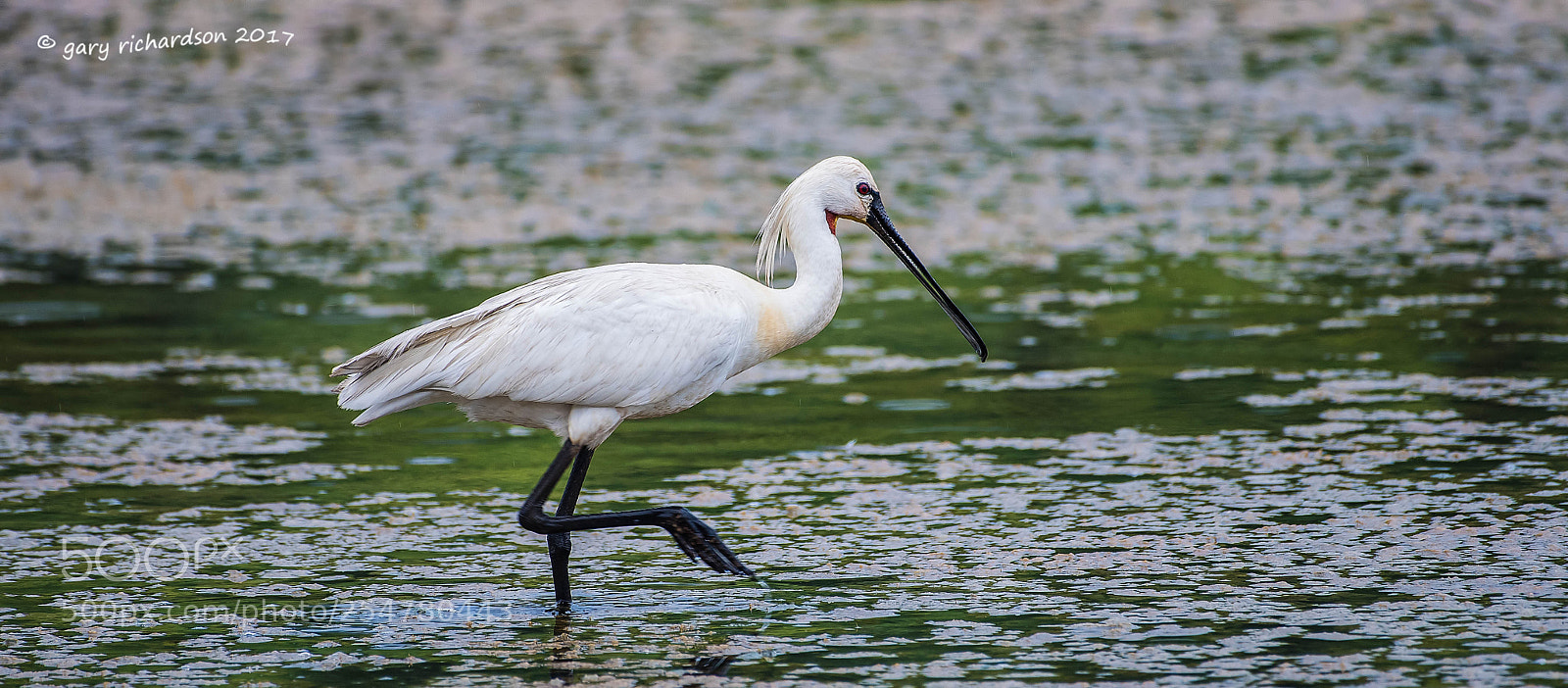 Nikon D810 sample photo. Eurasian spoonbill tangalle sri photography