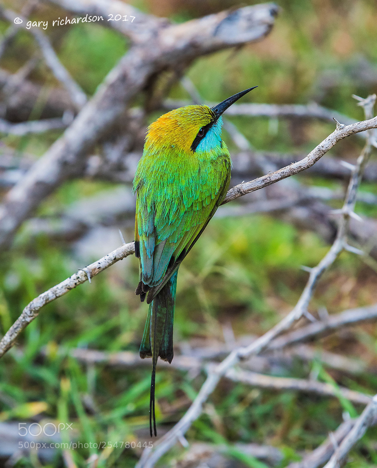 Nikon D810 sample photo. Green bee eater bundala photography