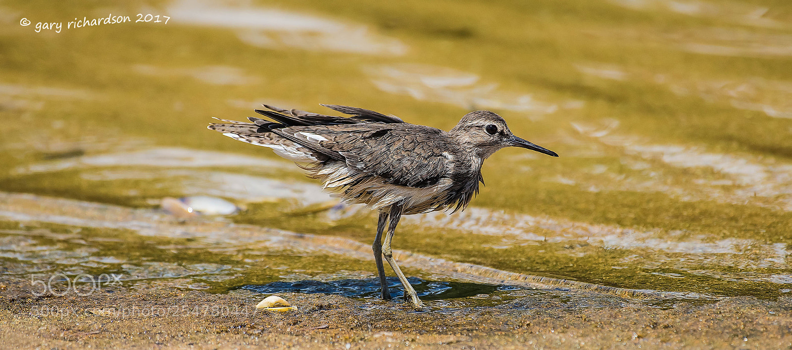 Nikon D810 sample photo. Green sandpiper tangalle sri photography