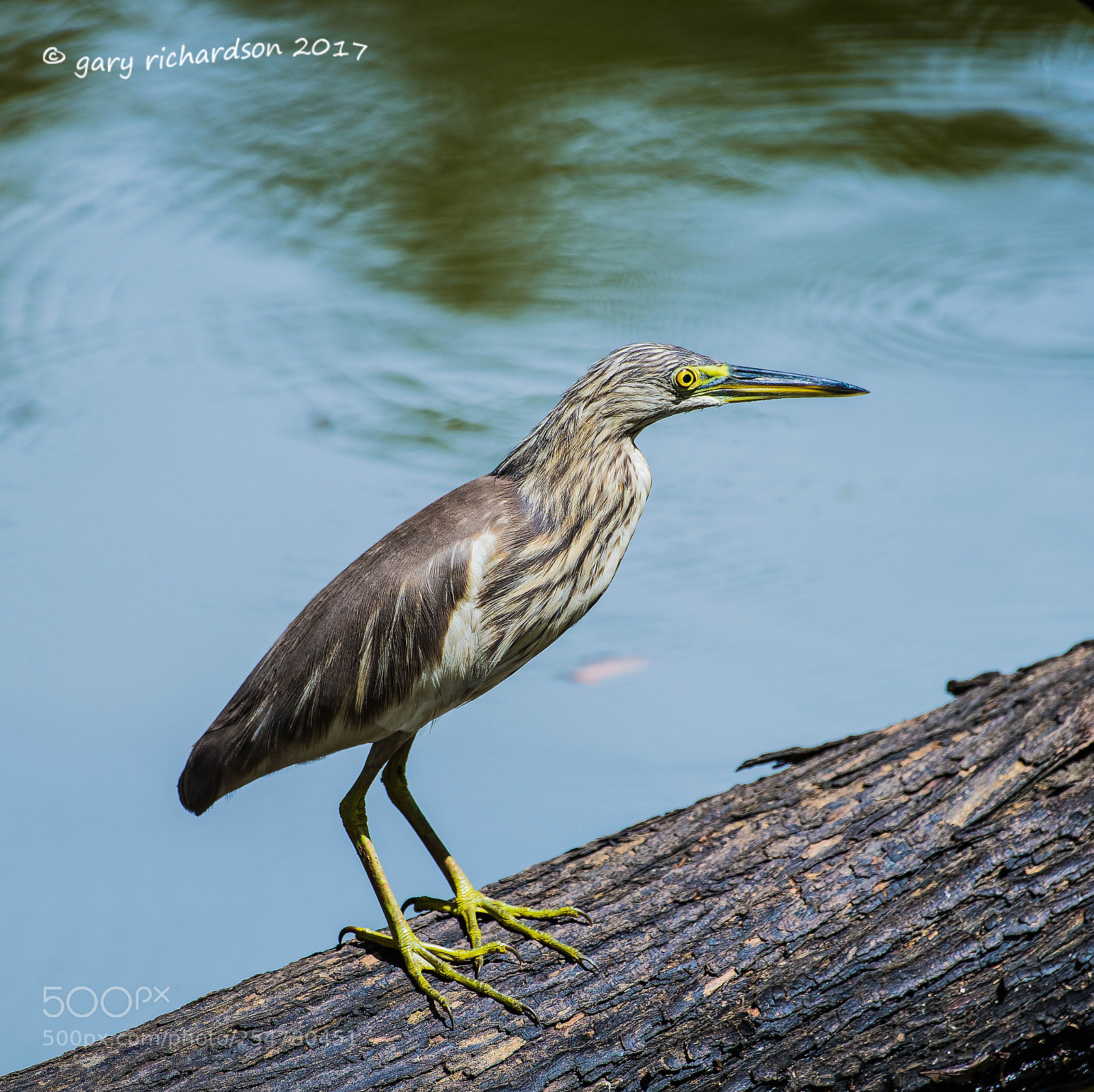 Nikon D810 sample photo. Indian pond heron tangalle photography