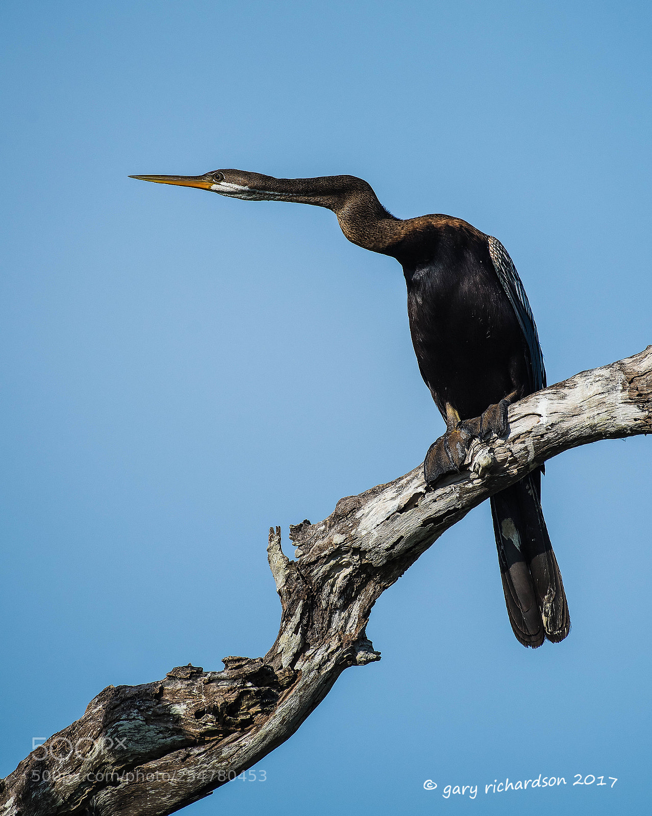 Nikon D810 sample photo. Indian darter bundala sri photography