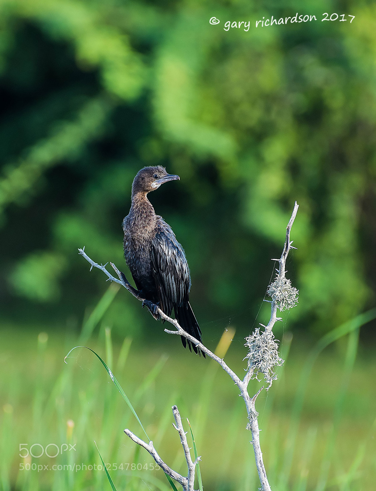 Nikon D810 sample photo. Little cormorant bundala sri photography