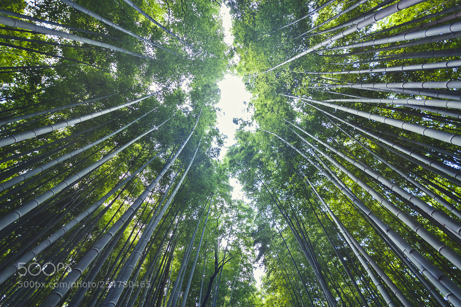 Canon EOS 450D (EOS Rebel XSi / EOS Kiss X2) sample photo. Arashiyama bamboo forest photography