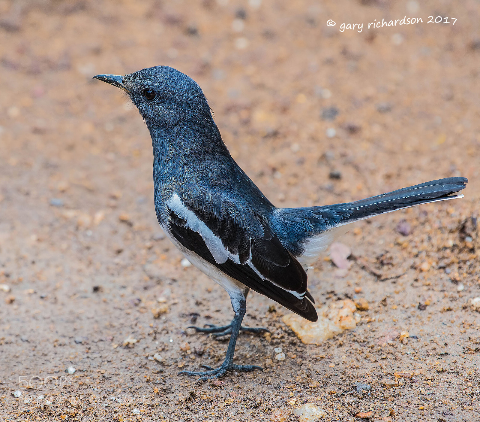 Nikon D810 sample photo. Oriental magpie robin tangalle photography