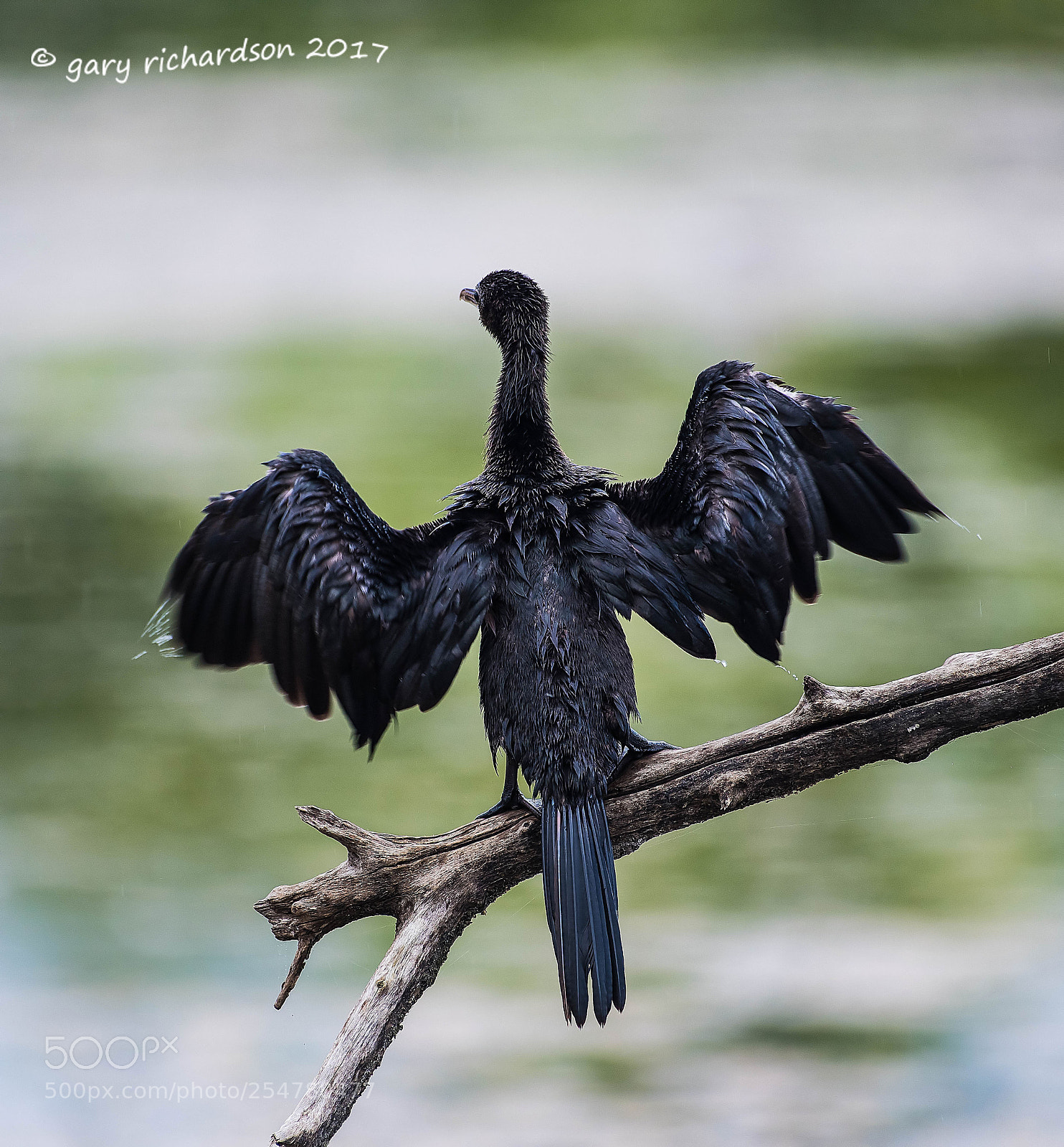 Nikon D810 sample photo. Little cormorant tangalle sri photography